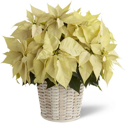 White Poinsettia Basket